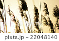 Swaying reed due to windy at sunrise 22048140