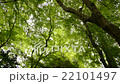 新緑１　見上げるカット　紅葉前 22101497