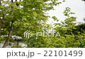 新緑2　見上げるカット　紅葉前 22101499