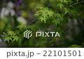 新緑１　もみじ　紅葉前 22101501