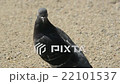鳩　カメラ目線 22101537