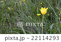 Wild tulips in mountains at windy weather 22114293
