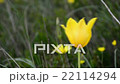 Wild tulips in mountains at windy weather 22114294