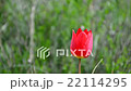 Wild tulips in mountains at windy weather 22114295