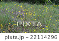 Wild tulips in mountains at windy weather 22114296