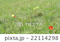 Wild tulips in mountains at windy weather 22114298