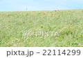 Wild tulips in mountains at windy weather 22114299