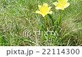 Wild tulips in mountains at windy weather 22114300