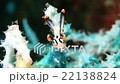 Close up view of tropical mollusk Nudibranch 22138824