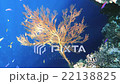 Beautiful sunlight play on hard coral tree 22138825