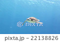 Big sea turtle swimming toward and above camera 22138826