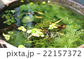 青and和水生植物 22157372