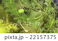 青and和水生植物 22157375