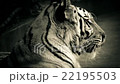 Tiger With Glowing Orange Eyes 22195503