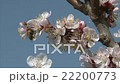Honeybee is suckling nectar from apricot blossom. 22200773