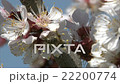 Honeybee is suckling nectar from apricot blossom. 22200774