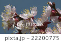 Honeybee is suckling nectar from apricot blossom. 22200775