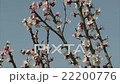 Honeybee is suckling nectar from apricot blossom. 22200776
