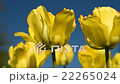 Yellow tulips against the sky 22265024