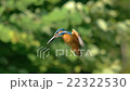 Kingfisher's hovering 22322530