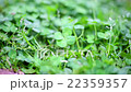 四片葉子的三葉草 22359357