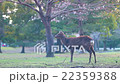 奈良公園的鹿 22359388