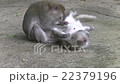 Monkey family, grooming, Bali, Indonesia  22379196