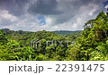 Tropical forest with clouds time lapse 22391475