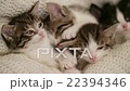 Kitten amongst it's siblings in a warm blanket 22394346