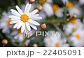 Healing Flowers Camomile 22405091