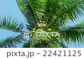 Beautiful shot Monkey doing work, Coconut, 22421125