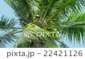 Monkey doing work, Coconut, Thailand 22421126