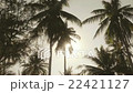 Coconut trees silhouette at sunrise beach  22421127
