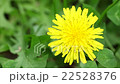 たんぽぽ 22528376