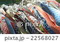Carp streamer 22568027