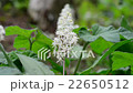 Yukizasa 22650512