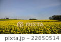 Rape blossoms 22650514