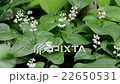 Maiduruso　 22650531