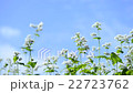 在風旁邊的花 22723762