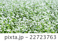 在風旁邊的花 22723763
