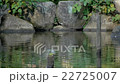 Bathing in a Kingfisher 22725007