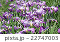 鳶尾花 22747003