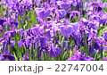 鳶尾花 22747004