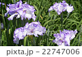 鳶尾花 22747006