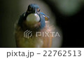 Kingfisher's young bird scream 22762513