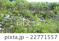 Dump garbage in forest 22771557