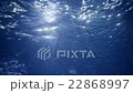 School of fish swimming under water in an aquarium 22868997