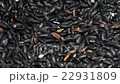 黒米 黒米 22931809