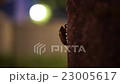セミの幼虫 23005617
