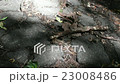 a Frog Thrown Stick 23008486